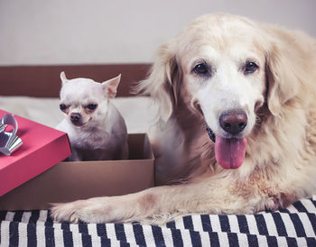 Portrait of dog sticking out tongue