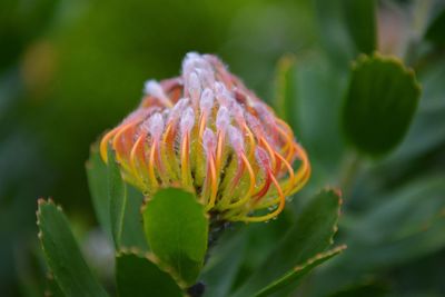 Close-up of flowering plant
