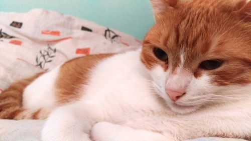 Close-up portrait of cat