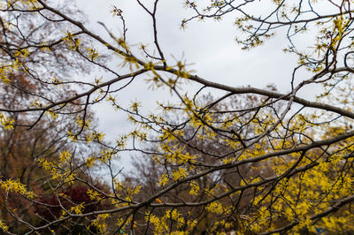 Low angle view of flower tree against sky