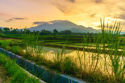 Indonesian scenery in the morning, green rice fields, bright sunrise