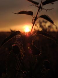 Close-up of flowers against sunset sky