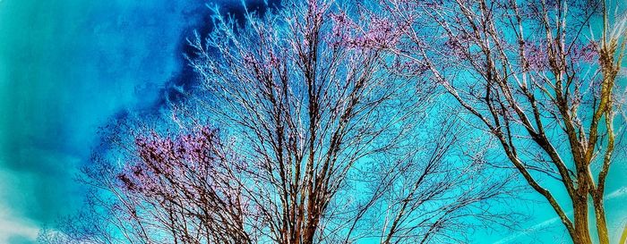 Low angle view of bare tree against blue sky