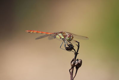 Close-up of dragonfly on twig