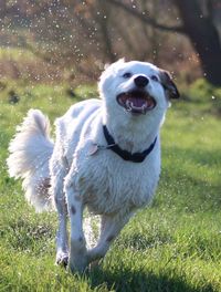 Portrait of dog on field