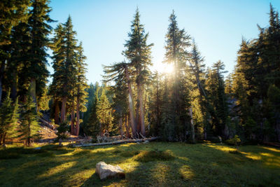 Trees in forest against sky