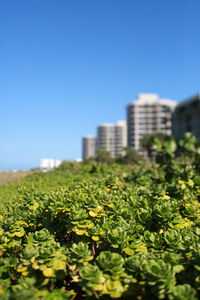 Plants growing in city against clear sky