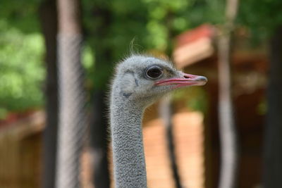 Close-up of a bird