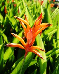 Close-up of day lily blooming outdoors