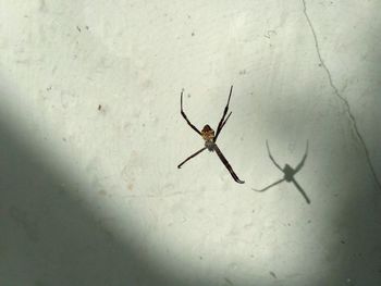 Close-up of spider on wall