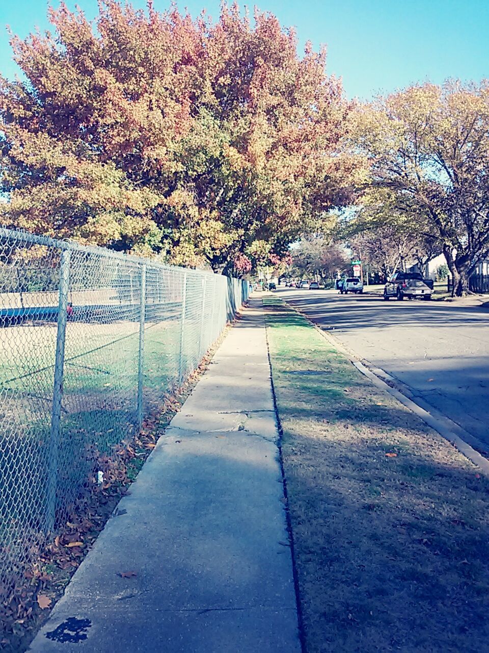 tree, road, street, park - man made space, transportation, footpath, sunlight, clear sky, sky, sidewalk, the way forward, shadow, branch, day, outdoors, street light, growth, empty, autumn, city