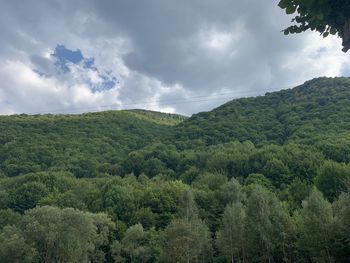 Scenic view of forest against sky