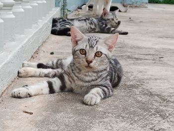 Portrait of cat relaxing outdoors