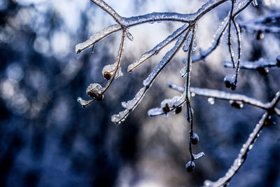 Close-up of twigs