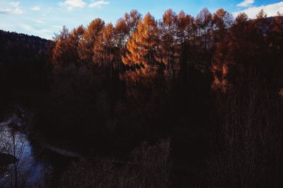 Low angle view of trees against sky