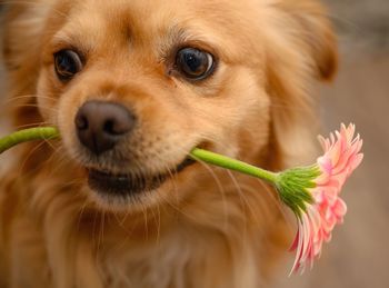 Close-up portrait of dog