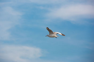 Low angle view of seagull flying against sky