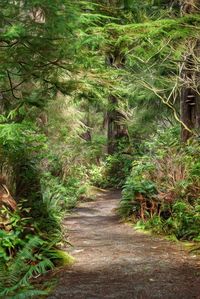 Footpath amidst trees in forest