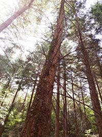 Low angle view of trees in forest