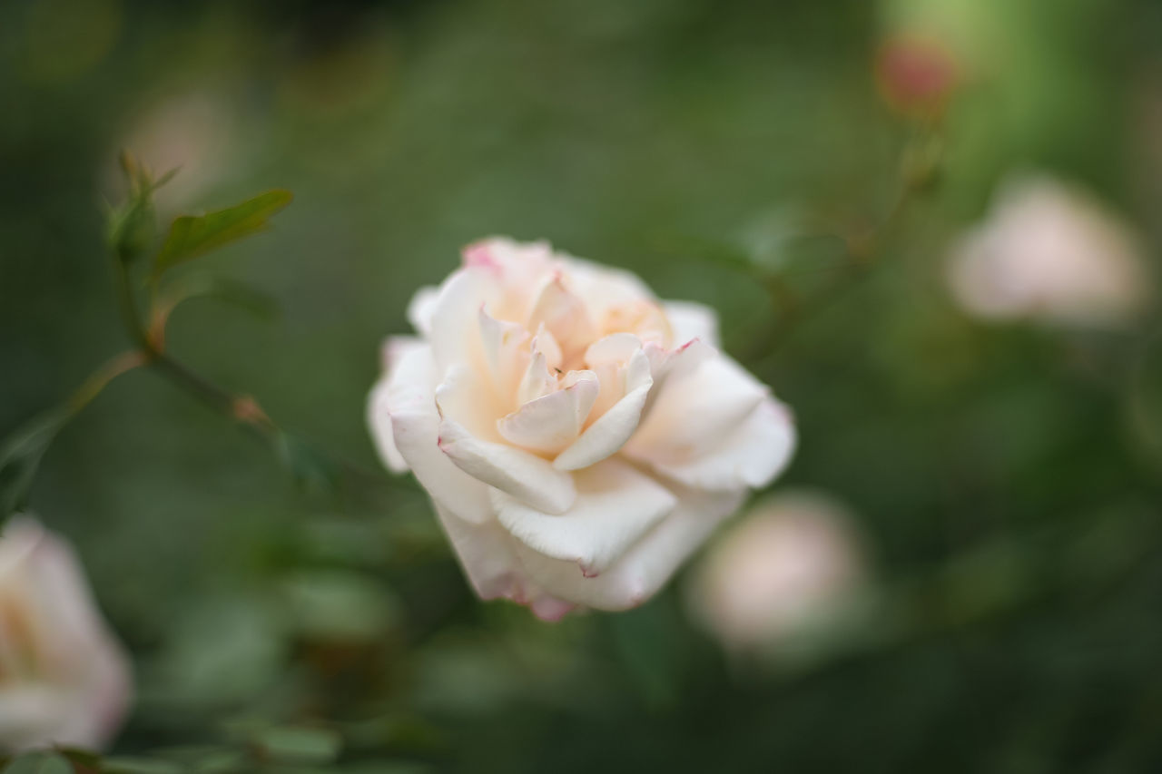 CLOSE-UP OF WHITE ROSES