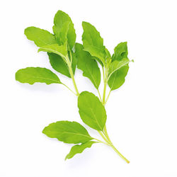 Close-up of leaves against white background