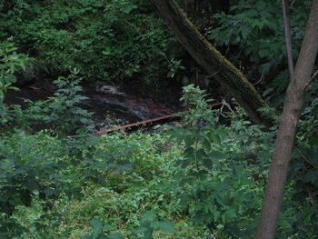 High angle view of trees growing on field