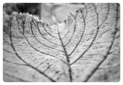 Close-up of dry leaves on tree during autumn