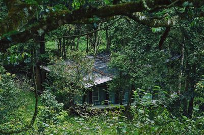 Plants growing in forest