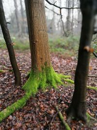 Close-up of tree trunk in forest