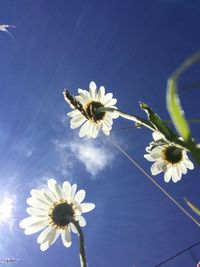 Close-up of white daisy flowers