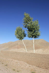 Tree on desert against clear blue sky