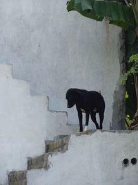 Horse standing outdoors