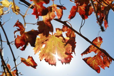 Low angle view of autumn leaves