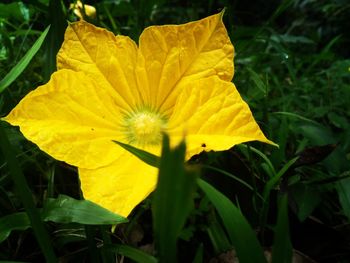 Close-up of yellow flower blooming outdoors