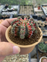 Close-up of hand holding potted plant