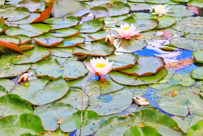 High angle view of lotus water lily in lake