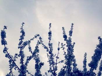 Low angle view of flowers against sky