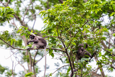 Low angle view of monkey on tree