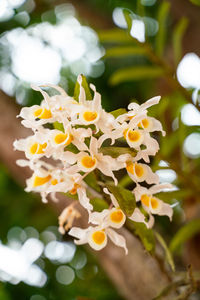 Close-up of white flowers