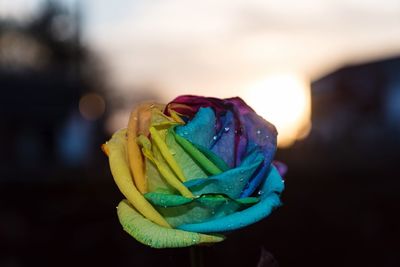 Close-up of multi colored rose