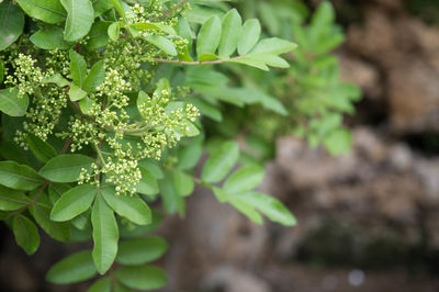 Close-up of fresh green plant