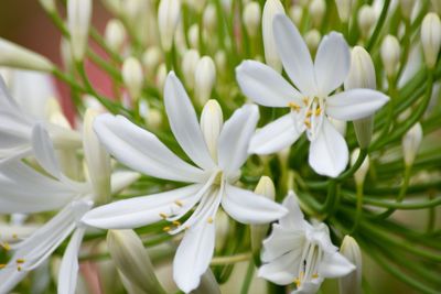 Close-up of white flowers blooming at park