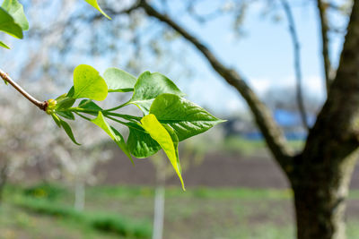 Low angle view of plant