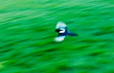 Bird flying over the water