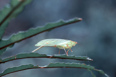 Close-up of insect on leaf