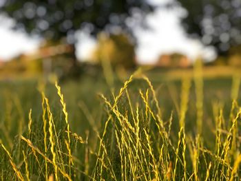 Close-up of crops growing on field