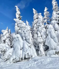 Frozen trees against blue sky