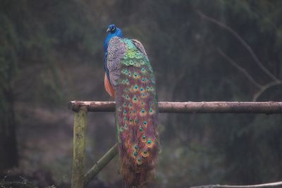 Close-up of bird perching on tree