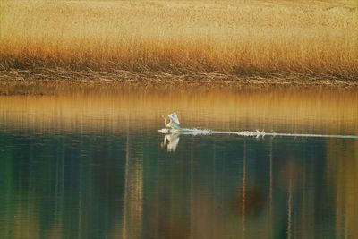 Swan swimming in lake