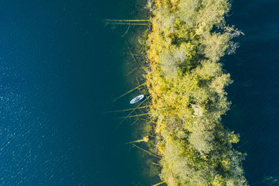 High angle view of tree by sea